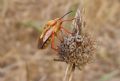 Carpocoris mediterraneus